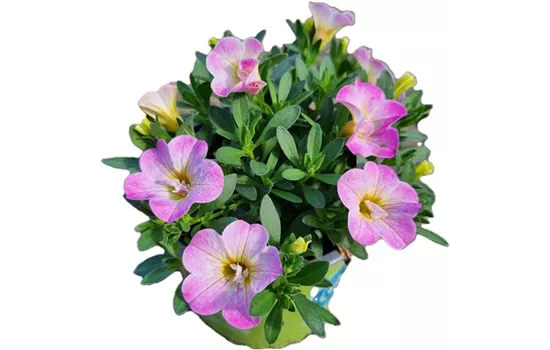 Calibrachoa MiniFamous® Uno 'Pink Purple Splash'