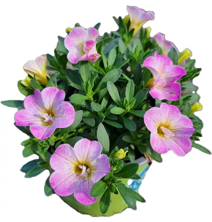 Zauberglöckchen MiniFamous® Uno 'Pink Purple Splas