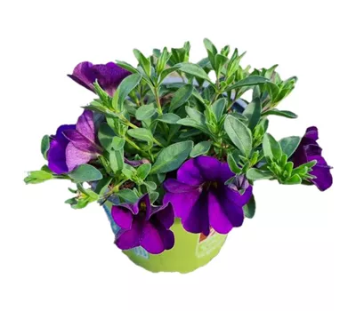 Calibrachoa MiniFamous® Uno 'Blue'