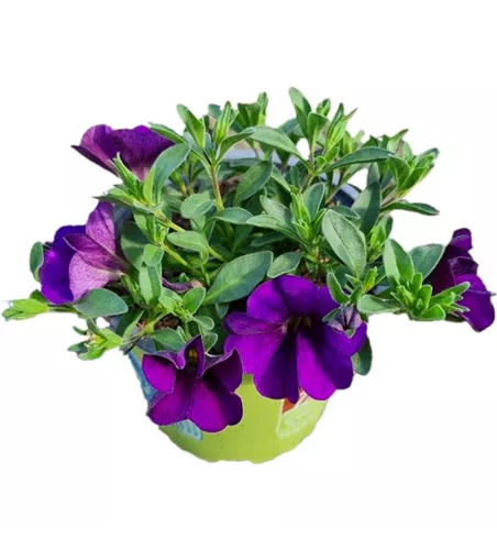 Calibrachoa MiniFamous® Uno 'Blue'