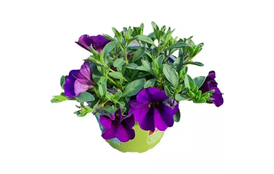 Calibrachoa MiniFamous® Uno 'Blue'