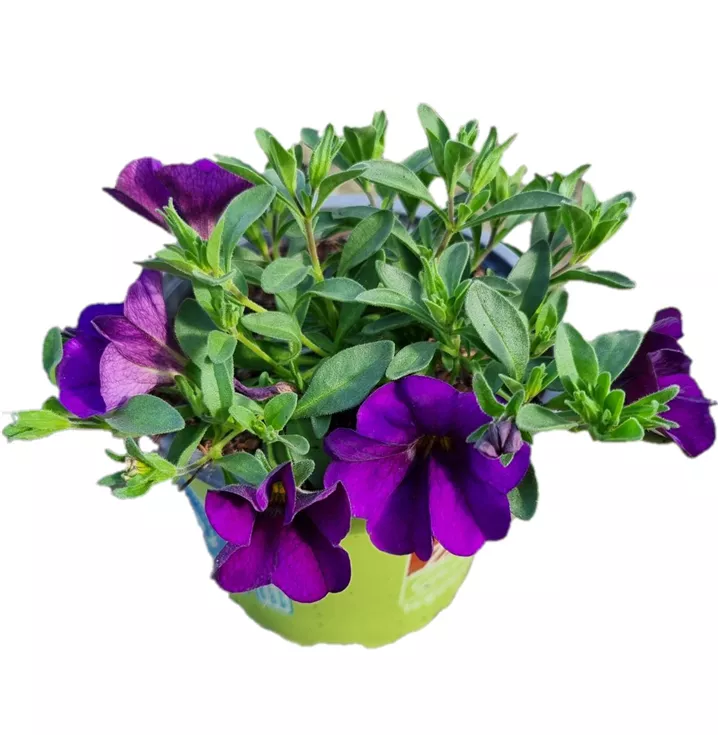Zauberglöckchen MiniFamous® Uno 'Blue'