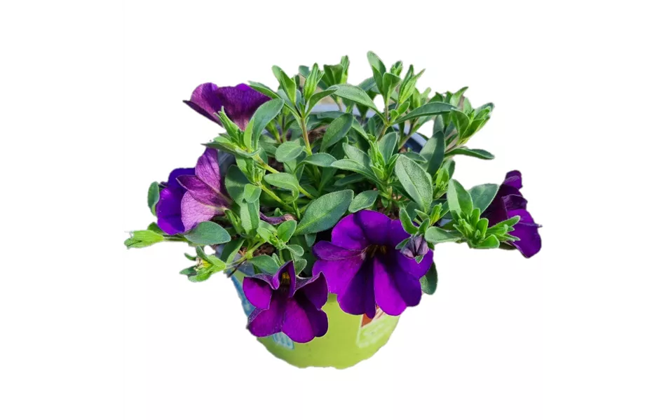 Calibrachoa MiniFamous® Uno 'Blue'