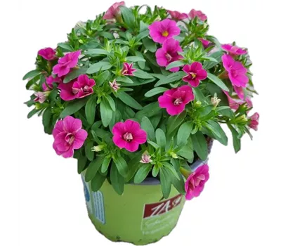 Calibrachoa MiniFamous® Uno ´Glamour'