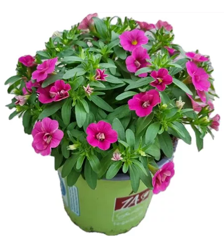 Calibrachoa MiniFamous® Uno ´Glamour'