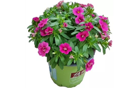 Calibrachoa MiniFamous® Uno ´Glamour'