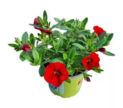 Calibrachoa MiniFamous® Uno 'Red'