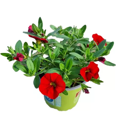 Calibrachoa MiniFamous® Uno 'Red'