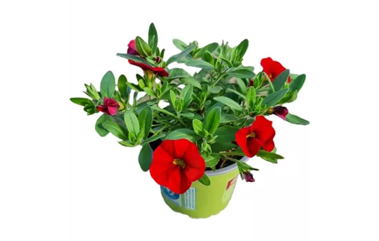 Calibrachoa MiniFamous® Uno 'Red'