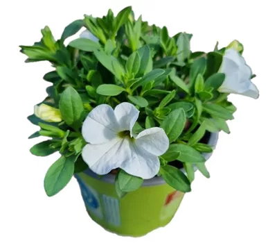 Calibrachoa MiniFamous® Neo 'White'