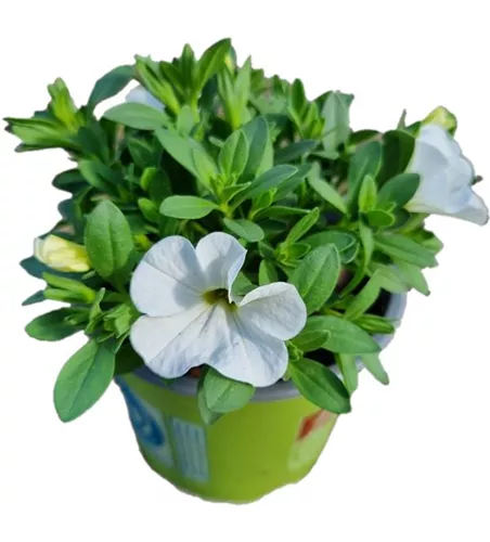 Calibrachoa MiniFamous® Neo 'White'