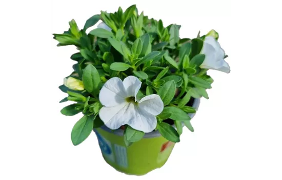 Calibrachoa MiniFamous® Neo 'White'