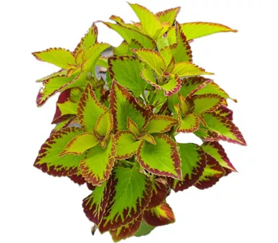 Coleus blumei 'Stained Glassworks Velvet'