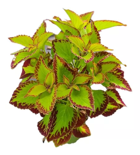 Coleus blumei 'Stained Glassworks Velvet'