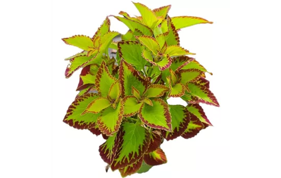 Coleus blumei 'Stained Glassworks Velvet'