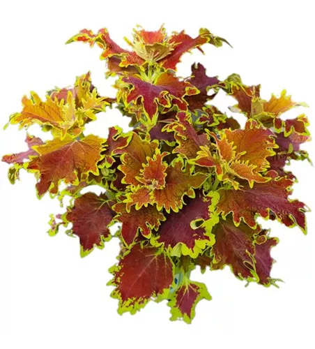 Coleus blumei ´Crown Jewel´