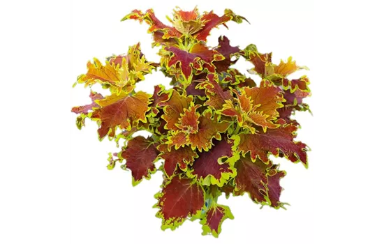 Coleus blumei ´Crown Jewel´