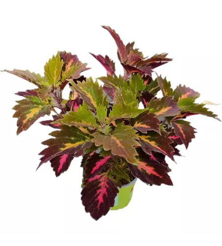 Coleus blumei ´Down Town Royalty´