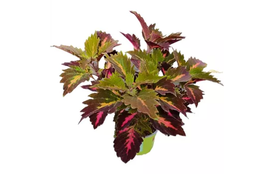 Coleus blumei ´Down Town Royalty´