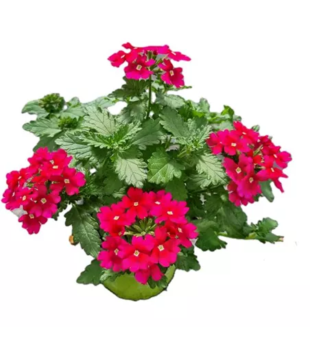 Verbena ´Drums Purple Red´