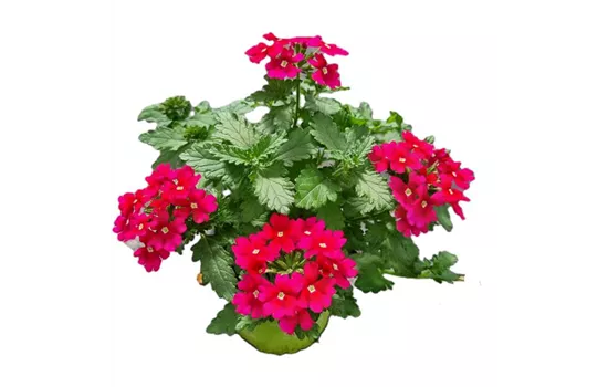 Verbena ´Drums Purple Red´