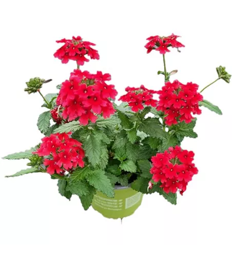 Verbena ´Drums Red´