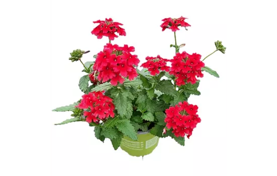 Verbena ´Drums Red´