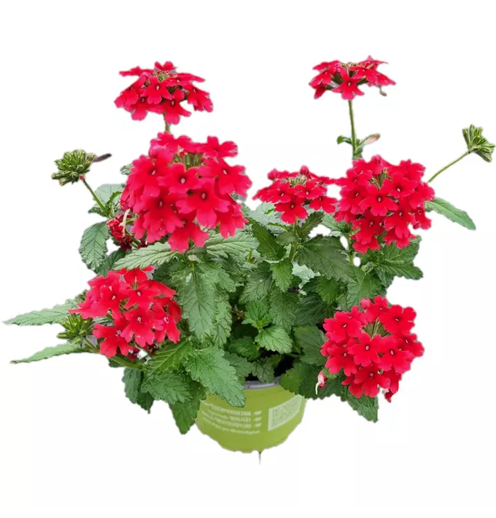 Verbene ´Drums Red´