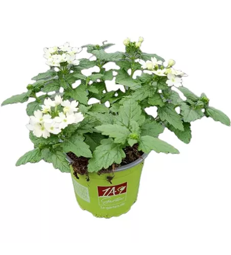 Verbena ´Drums White´