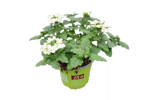 Verbena ´Drums White´