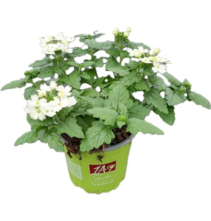 Verbene ´Drums White´