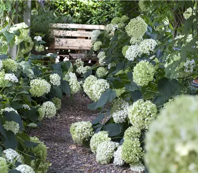 Hydrangea arborescens 'Annabelle'