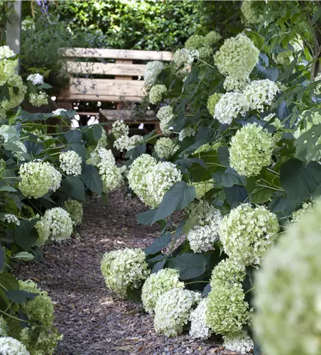 Hydrangea arborescens 'Annabelle'
