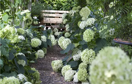 Hydrangea arborescens 'Annabelle'