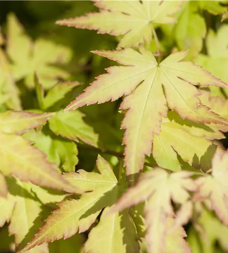 Acer palmatum 'Katsura'