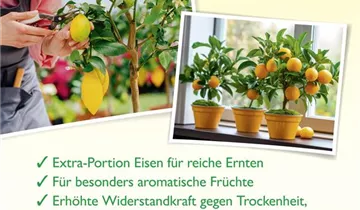 Bildvorschau