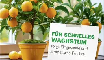 Bildvorschau