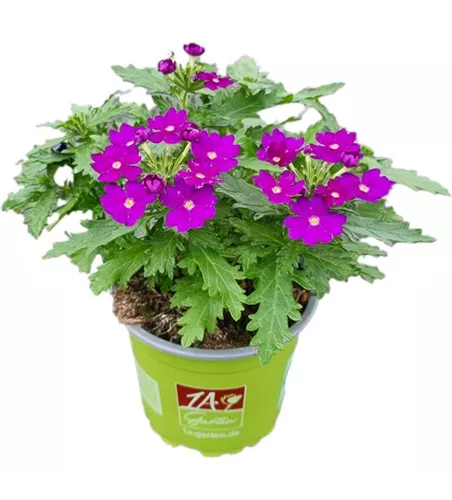 Verbena ´Drums Blue´