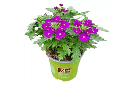 Verbena ´Drums Blue´