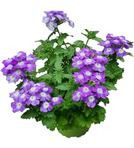 Verbena 'Empress Flair Blue Charme'