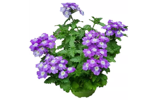 Verbena 'Empress Flair Blue Charme'