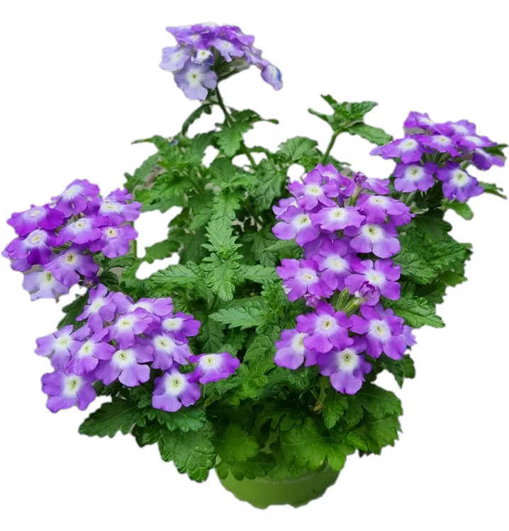 Verbene 'Empress Flair Blue Charme'