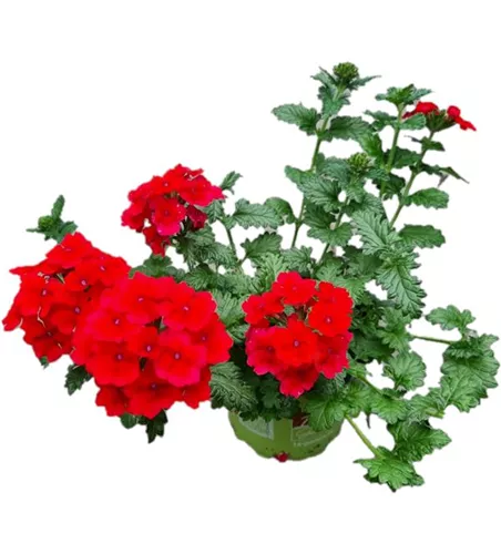 Verbena 'Empress Flair Red'