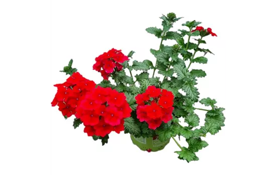 Verbena 'Empress Flair Red'