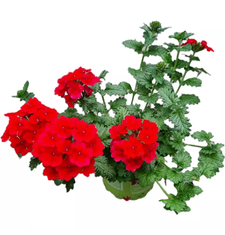 Verbene 'Empress Flair Red'