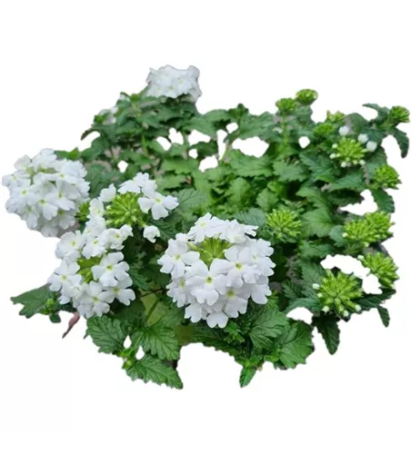 Verbena 'Lanai Compact White'