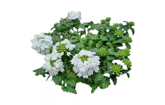 Verbena 'Lanai Compact White'