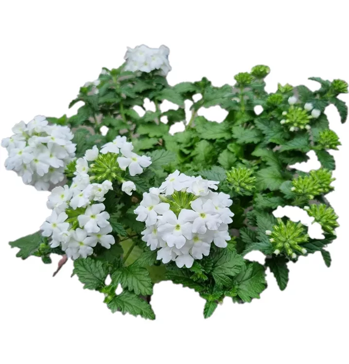 Verbene 'Lanai Compact White'