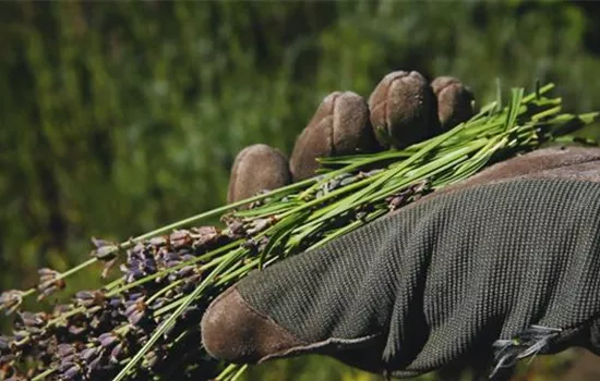 Lavendel - Zurückschneiden