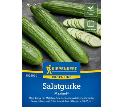 Salatgurke Maxime F1